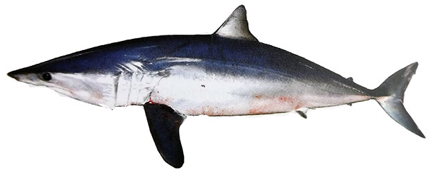 Lamna nasus_2509.jpg